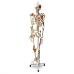 Skeleton With Muscles and Joint Ligaments Model