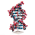 Molecular model kit Ten layer DNA