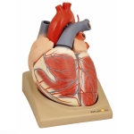 Heart Extra Large on Base Model
